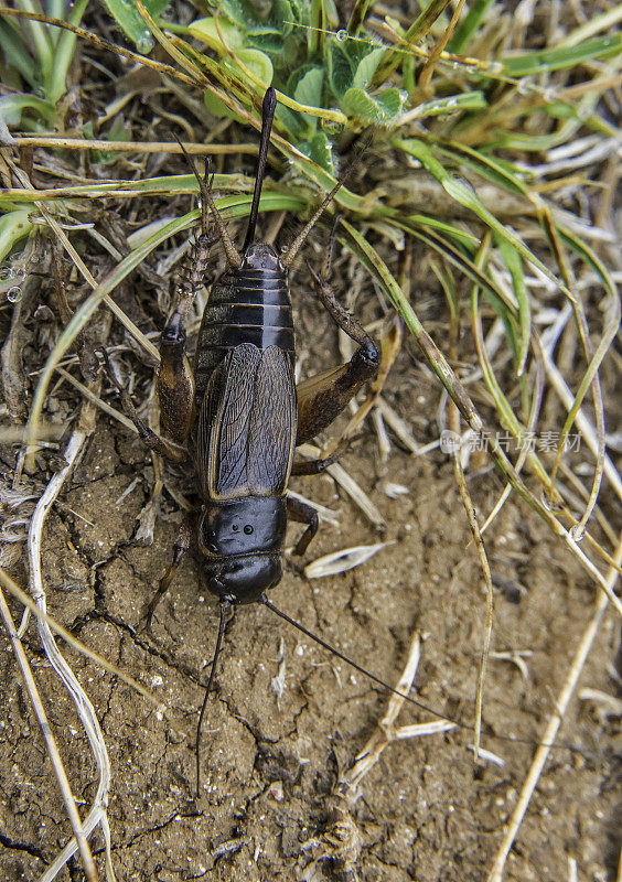 摩门蟋蟀(Anabrus simplex)是一种大型昆虫，可以长到将近8厘米(3英寸)长。它生活在北美西部以山艾树和forbs为主的牧场。胡椒木保护区，索诺玛县，加利福尼亚州